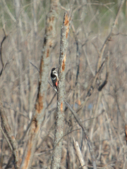 Dendrocopos leucotos