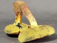 Hortiboletus