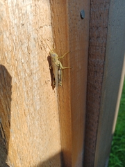 Melanoplus differentialis