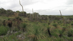 Xanthorrhoea preissii