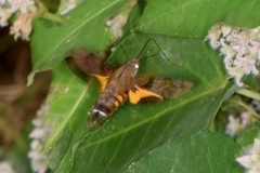 Macroglossum pyrrhosticta