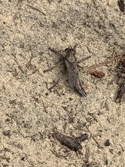 Proctacanthus milbertii