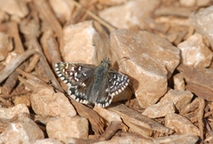 Pyrgus malvoides