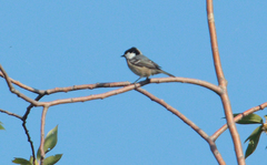 Periparus ater