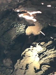 Tachyglossus aculeatus