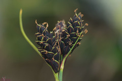 Carex atrata