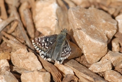 Pyrgus malvoides