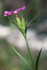 Dianthus seguieri
