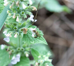 Augochlora pura