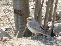 Turdus ruficollis