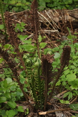 Matteuccia struthiopteris