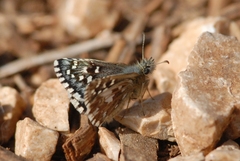Pyrgus malvoides