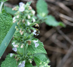 Augochlora pura