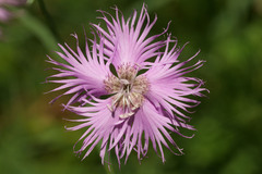 Dianthus hyssopifolius