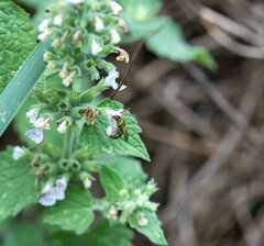 Augochlora pura
