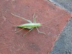 Meconema meridionale