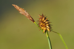 Carex flava