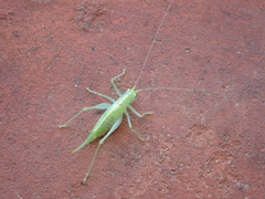 Meconema meridionale