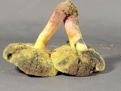 Hortiboletus