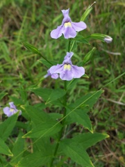 Mimulus ringens