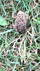 Anaxyrus americanus