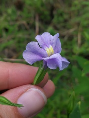 Mimulus ringens