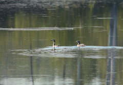 Podiceps cristatus