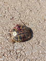 Testudo hermanni