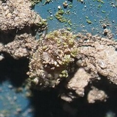 Psocidae