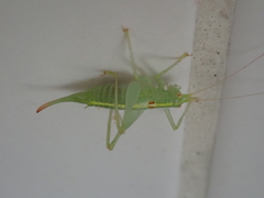 Meconema meridionale