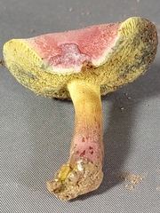 Hortiboletus