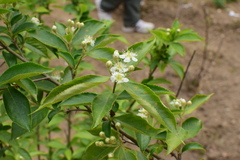 Photinia hirsuta