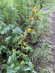 Solidago arguta