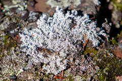 Stereocaulon saxatile