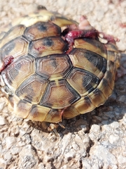 Testudo hermanni