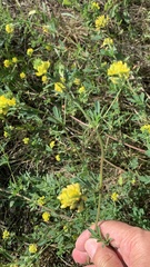 Medicago falcata