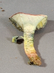 Hortiboletus