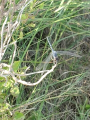 Erythrodiplax berenice