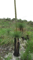 Xanthorrhoea preissii