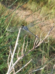 Erythrodiplax berenice
