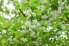 Sinojackia huangmeiensis