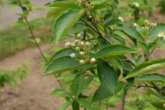 Photinia hirsuta