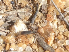 Dicranocephalus setulosus