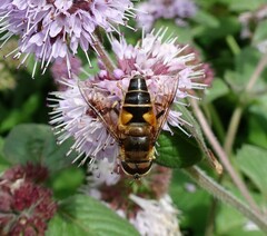 Eristalis pertinax