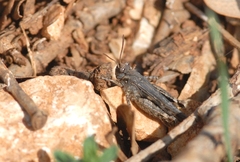 Acrotylus