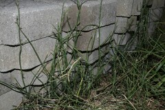 Equisetum ramosissimum