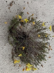Oenothera hartwegii