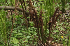 Matteuccia struthiopteris