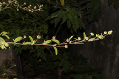 Sida rhombifolia