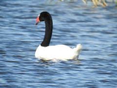 Cygnus melancoryphus